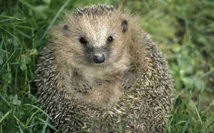  عکس جوجه تیغی وحشی