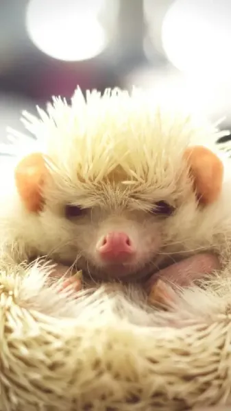  عکس جوجه تیغی وحشی