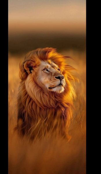  عکس حیوانات بامزه