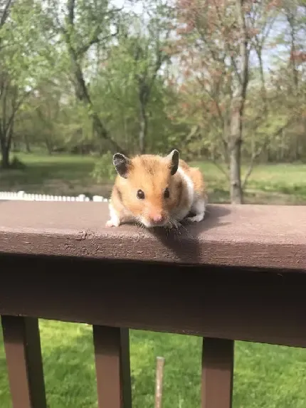  تصویر همستر زیبا