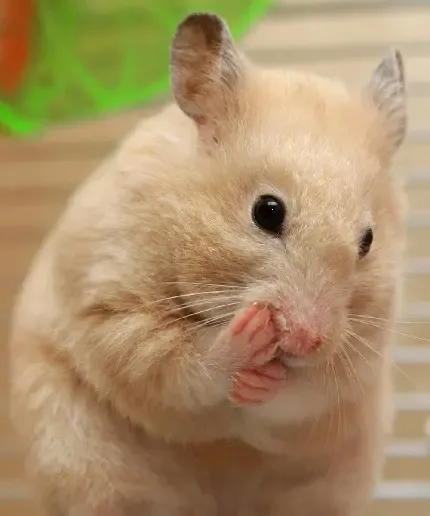  تصویر همستر زیبا