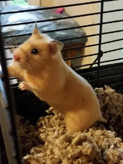  تصویر همستر زیبا