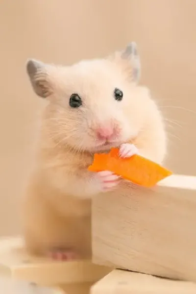  تصویر همستر زیبا