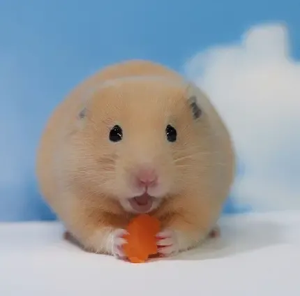  عکس زیباترین همستر جهان