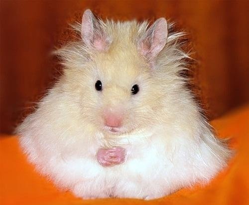 عکس همستر بامزه پشمالو