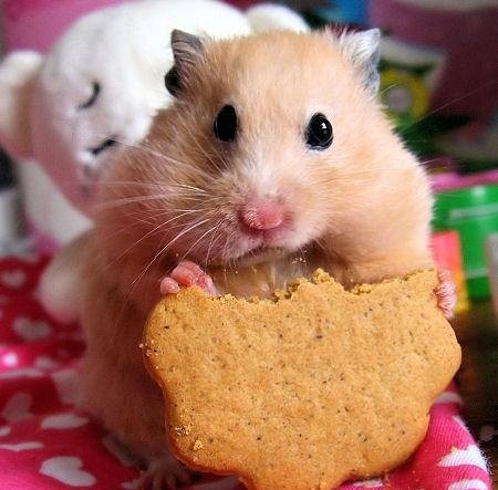  عکس همستر بامزه پشمالو