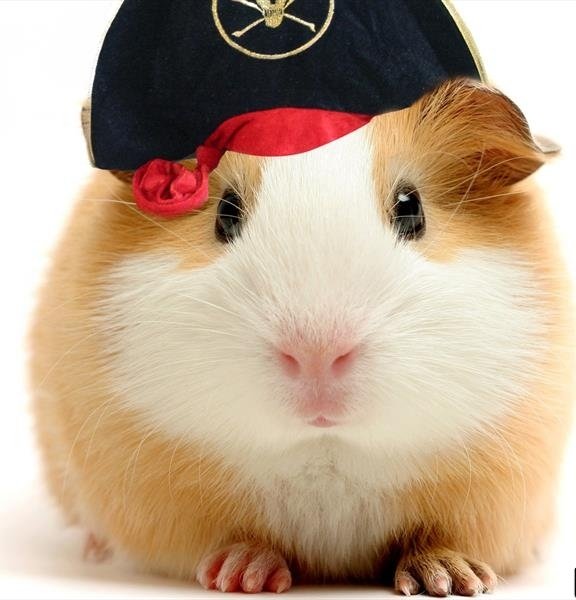  عکس همستر بامزه پشمالو