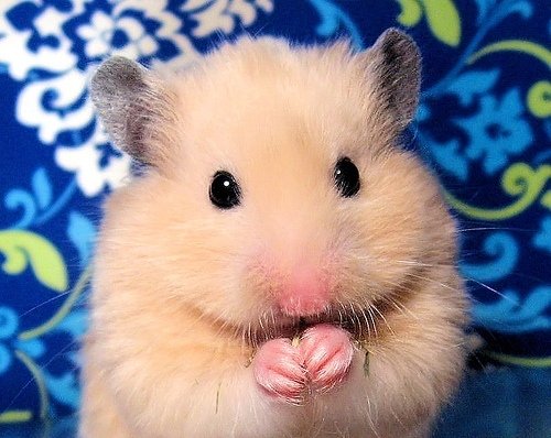  عکس همستر بامزه پشمالو