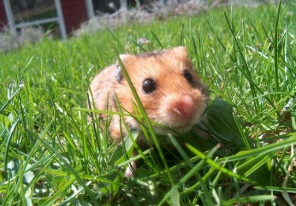  عکس همستر بامزه پشمالو