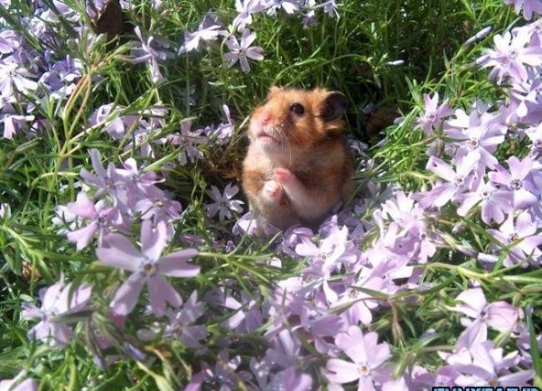  عکس همستر بامزه پشمالو