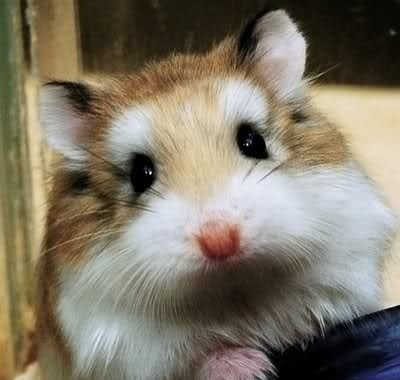  عکس همستر بامزه پشمالو