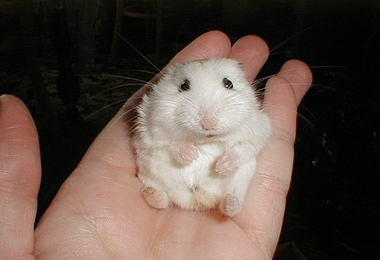  عکس همستر بامزه پشمالو