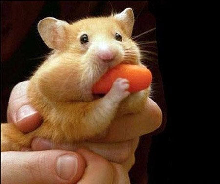  عکس همستر بامزه پشمالو