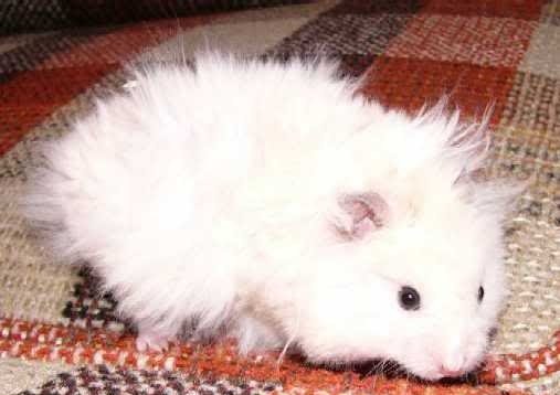  عکس همستر بامزه پشمالو