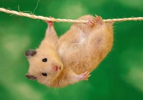  عکس همستر بامزه پشمالو