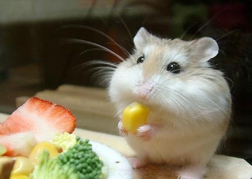  عکس همستر بامزه پشمالو