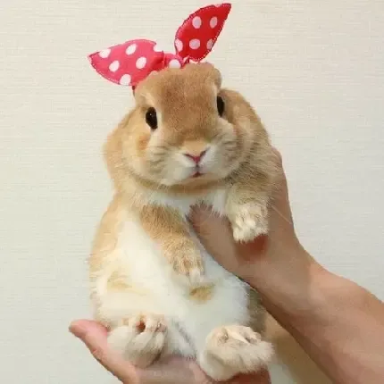  عکس همستر گوگولی