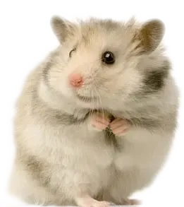  عکس همستر واقعی