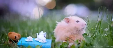  عکس همستر واقعی