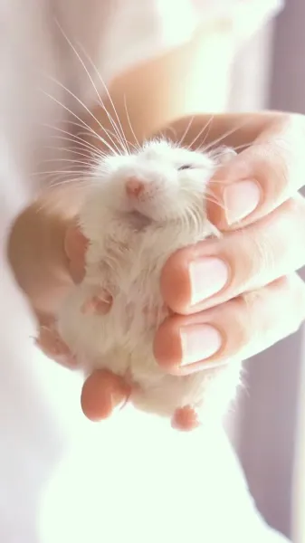 عکس زیبای همستر برای پروفایل