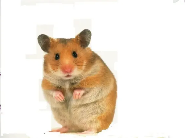 عکس همستر گوگولی