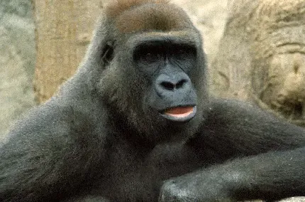  عکس جذاب حیوانات برای پروفایل تلگرام