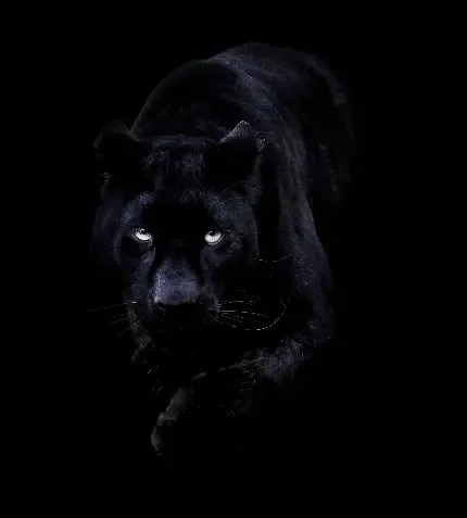  عکس جذاب حیوانات برای پروفایل تلگرام