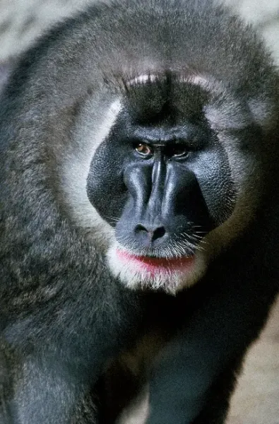  عکس جذاب حیوانات برای پروفایل تلگرام