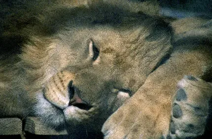  عکس جذاب حیوانات برای پروفایل تلگرام