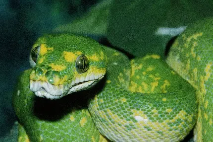  عکس جذاب حیوانات برای پروفایل تلگرام