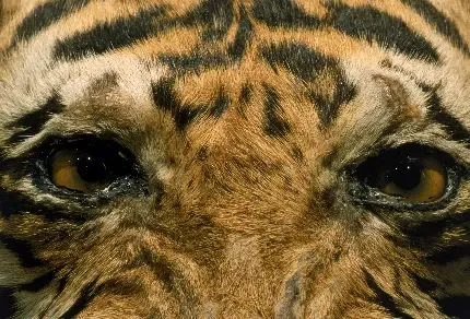  عکس جذاب حیوانات برای پروفایل تلگرام