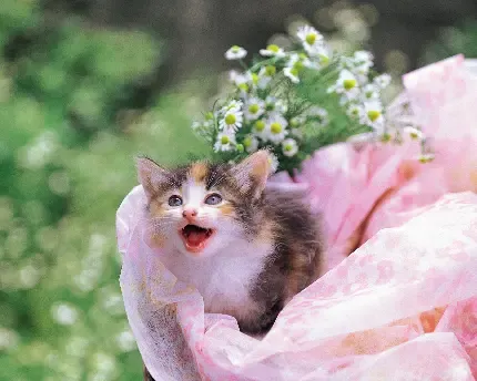  عکس جذاب حیوانات برای پروفایل تلگرام