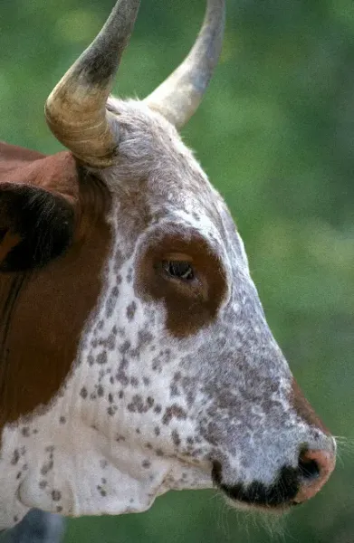  عکس جذاب حیوانات برای پروفایل تلگرام