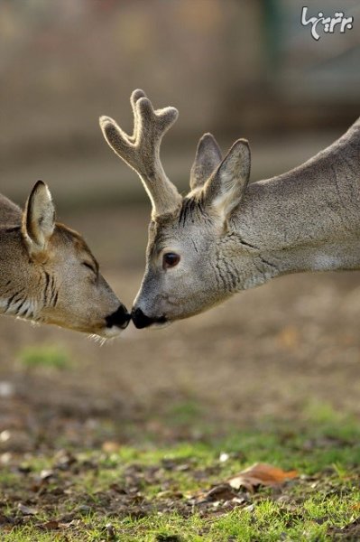 تصاویر عاشقانه حیوانات زیبا