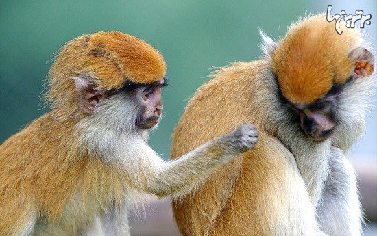  تصاویر عاشقانه حیوانات زیبا