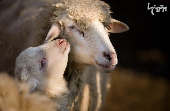  تصاویر عاشقانه حیوانات زیبا