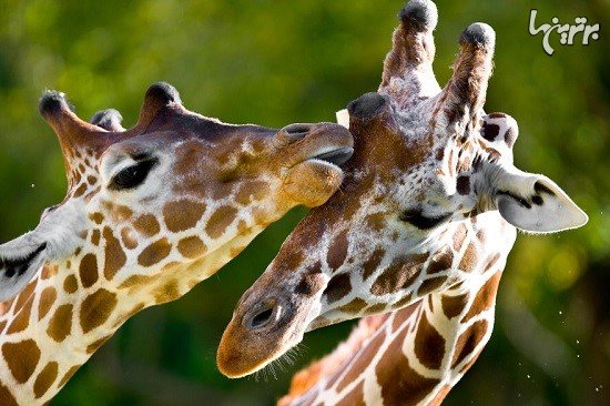  تصاویر عاشقانه حیوانات زیبا