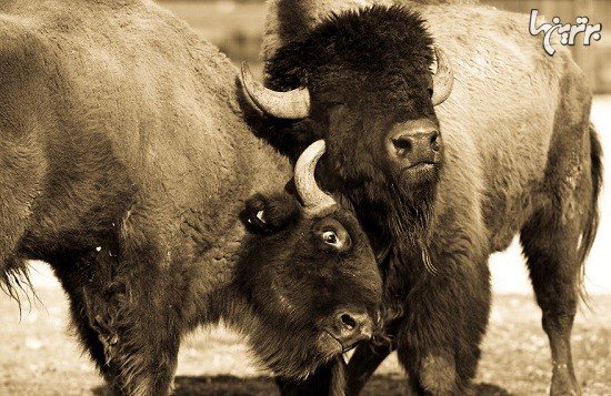  تصاویر عاشقانه حیوانات زیبا