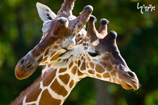  تصاویر عاشقانه حیوانات زیبا