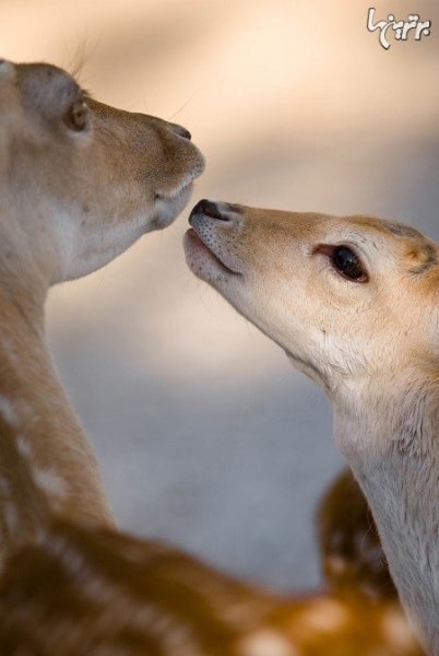  تصاویر عاشقانه حیوانات زیبا