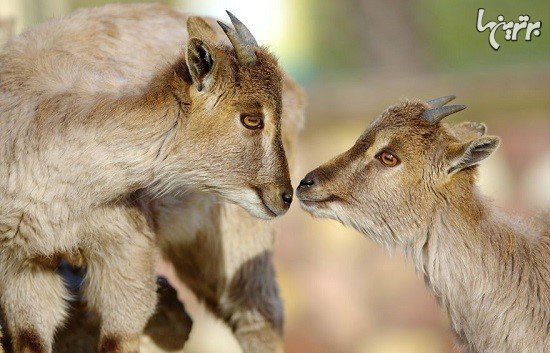  تصاویر عاشقانه حیوانات زیبا