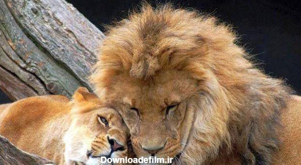 عکس حیوانات برای پروفایل