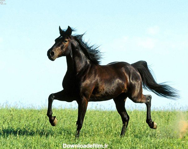 عکس حیوانات برای پروفایل