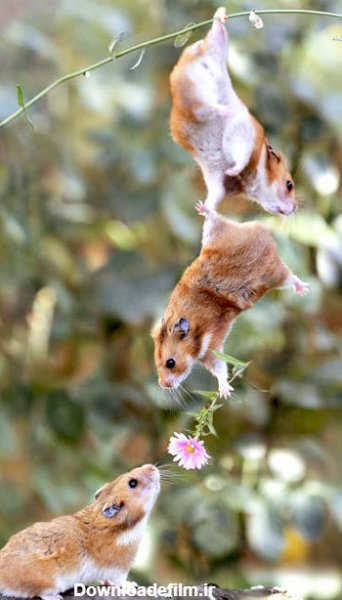 عکس حیوانات برای پروفایل