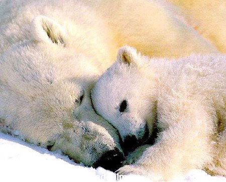 عکس حیوانات برای پروفایل