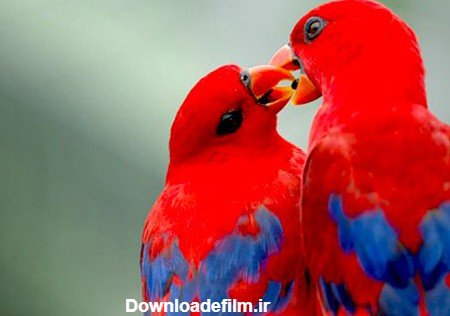 عکس حیوانات برای پروفایل