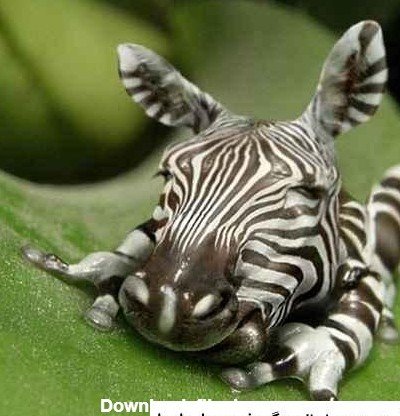  عکس عاشقانه حیوانات برای پروفایل