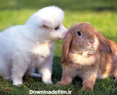  عکس عاشقانه حیوانات برای پروفایل