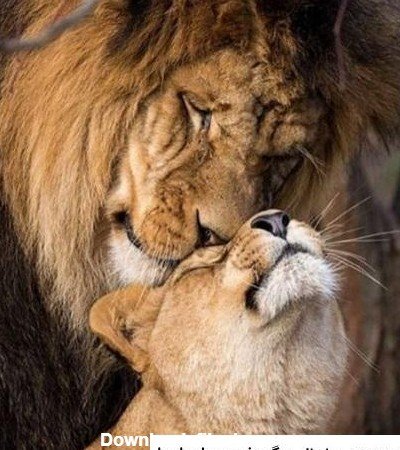  عکس عاشقانه حیوانات برای پروفایل