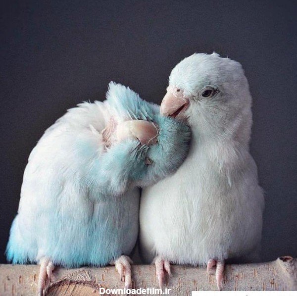  عکس عاشقانه حیوانات برای پروفایل